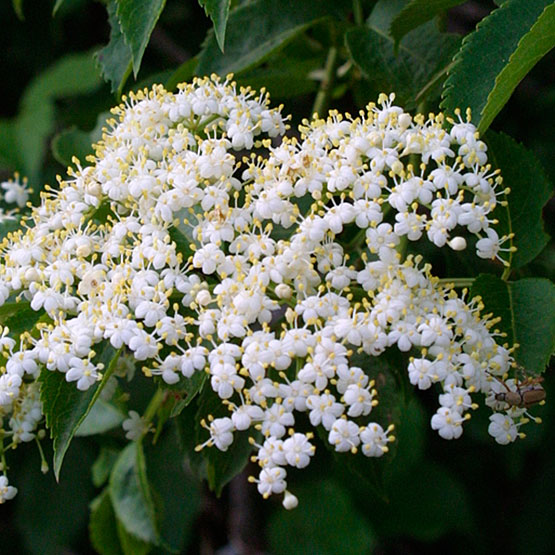 American Elderberry